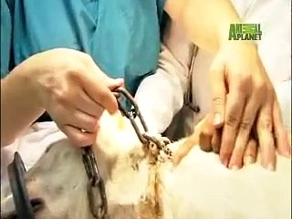 Animal Cops: Houston - Dog With Embedded Chain