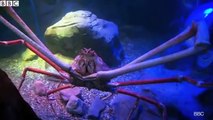Crab With 9-Foot Claws Arrives at a UK Aquarium