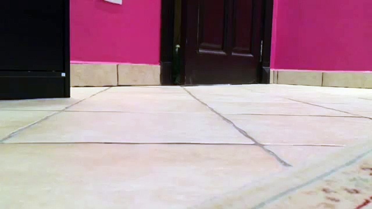 Bird Laughs Like Super-Villain
