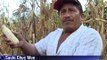 Cambio climático afecta las cosechas de agricultores mexicanos
