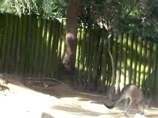 kangourous au Taronga Zoo Sydney