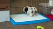 Wizdog potty training - Shih Tzu puppy