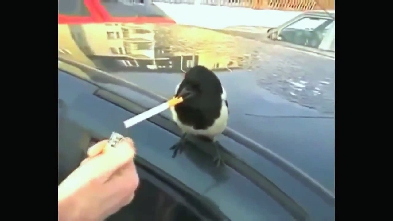 Funny Animals vedio