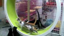 Cats running wheel
