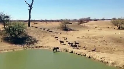 Timsah koca domuzu böyle yuttu!