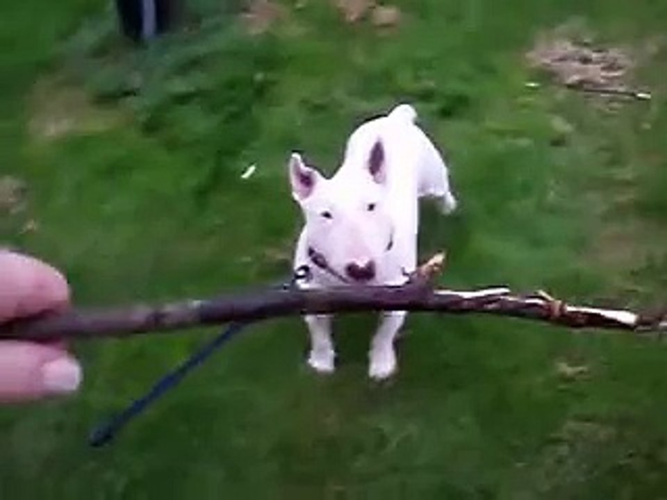 bull terrier