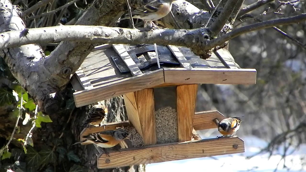 Singvögel - Songbirds - Singing Birds - Vogelgezwitscher