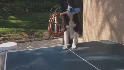 Dog Playing Pingpong