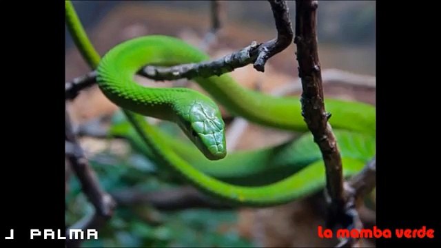 Las 10 Culebras las mas Peligrosas y Venenosas del Mundo