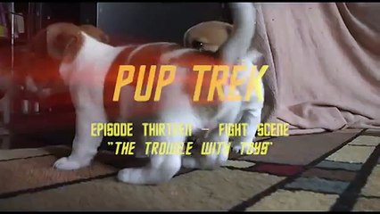 Some Fun with Irish Jack Russell Puppies