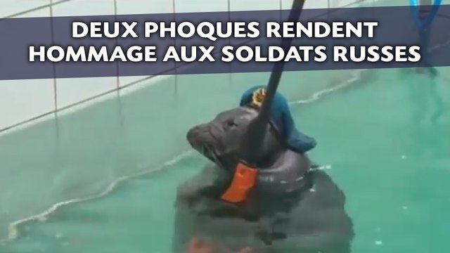 Deux phoques prennent les armes en hommage aux soldats russes