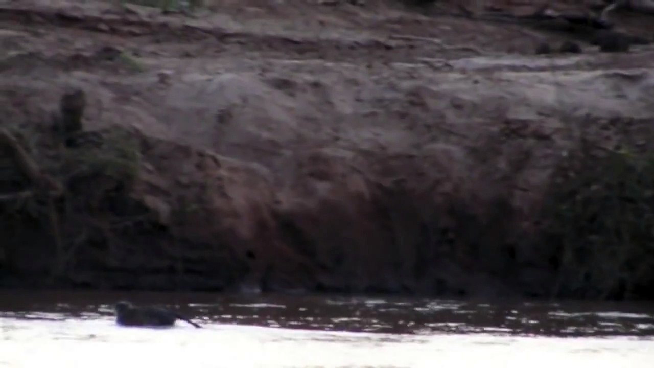 Lions Hunt Monkey in River