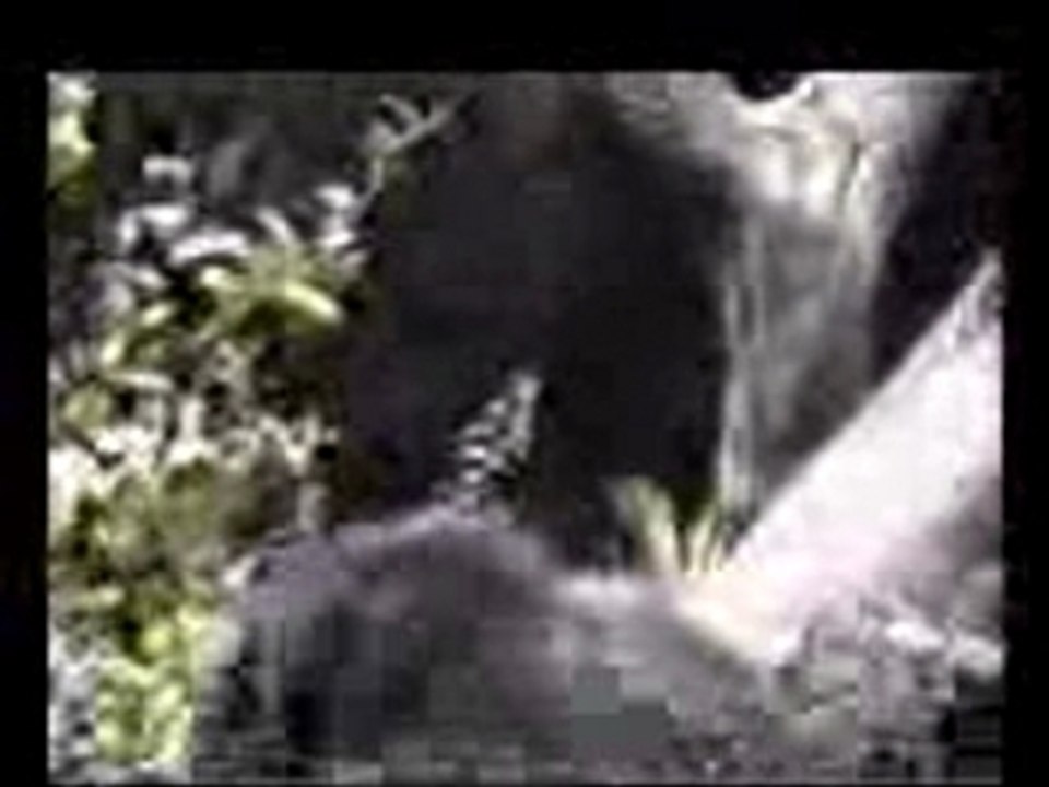 Singe 2