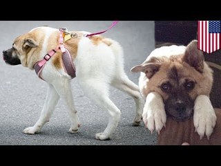 Check out 'Pig', who's half the dog, but twice as nice