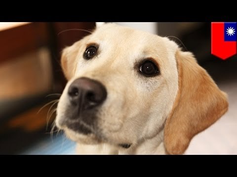 Some jerk in Taipei scared a guide dog and its owner fell onto subway tracks!