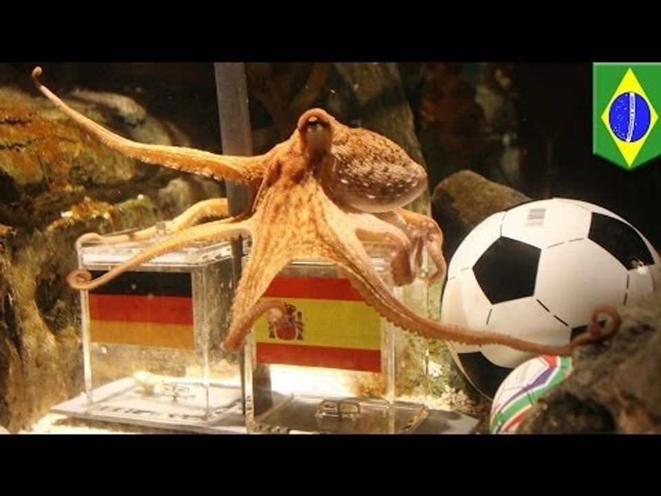 Brazil World Cup 2014 Psychic Animals: Get ready for beastly predictions
