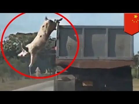 Brave animals: Pigs jump from moving truck to escape slaughterhouse