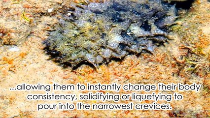 World's 10 Animals With Real Superpowers