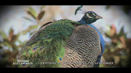 Hélène et les animaux, teaser : histoire de France