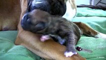 Boxer dog giving birth AMAZING HD video