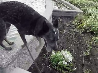 BLUE HEELER TRAINING AND PLAYS IN THE CITY!