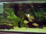 DONT WATCH   Piranhas Attacking Live Mouse