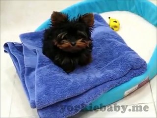 Teacup Yorkie
