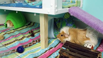 The Guinea Pigs First Time In Their New Home!