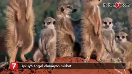 ayakta uyuyan mirket