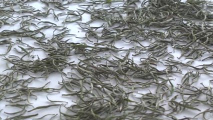 Beyaz Çayda Hedef Bir Ton Üretim