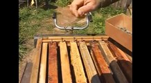 Как сделать ловушку для пчел.mp4