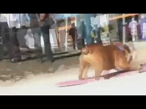 Surfin´ Bulldog (Beach Boys - Surfin´ USA)