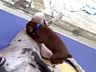 great dane and Doberman playing