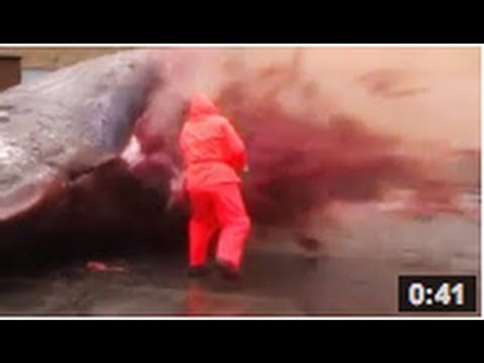 Une baleine explose (VIDEO)
