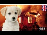 Un chiot provoque un incendie et fait exploser une maison