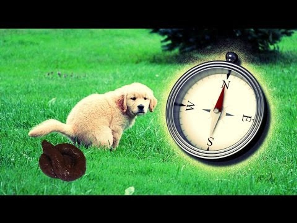 Les chiens font leurs commissions selon les champs magnétiques de la terre