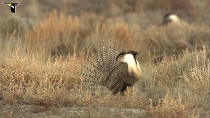 Gunnison Sage-Grouse