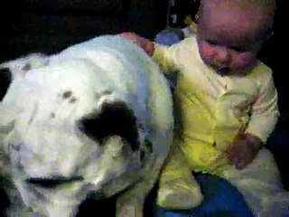 Baby takes bite out of Bulldog