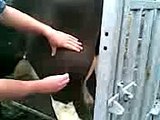 Cow abscess