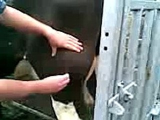 Cow abscess