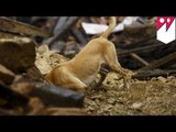 Nepal: psy pomagają podczas akcji ratunkowej po trzęsieniu ziemi