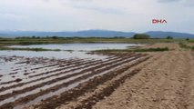 Sandıklı - Patates Tarlalarını Su Bastı