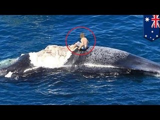 Surfing na wielorybie prawie kończy się pożarciem przez rekiny