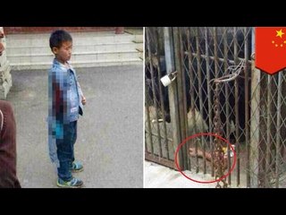 Atak niedźwiedzia: chiński chłopiec traci rękę po próbie nakarmienia niedźwiedzia w zoo.