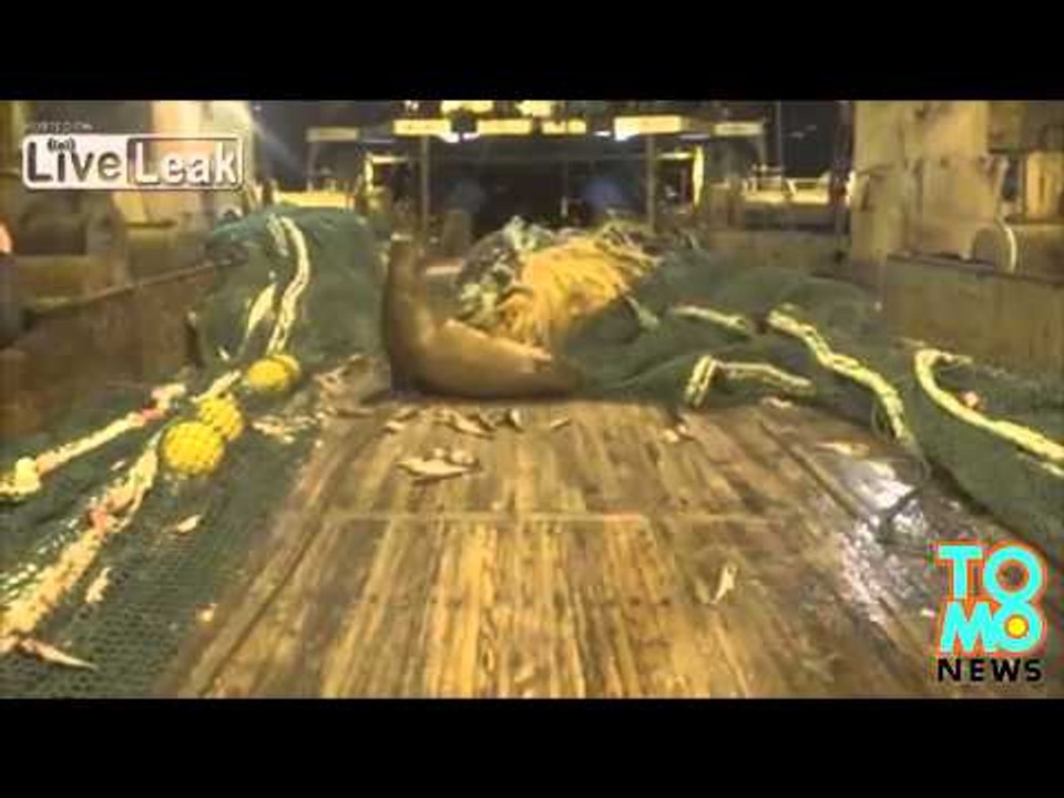 Wkurzony lew morski: rzuca rybakiem o ziemię i gryzie psa!