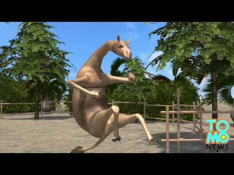 Wielbłąd zabija: nie dostał coca-coli, więc zabił opiekuna.