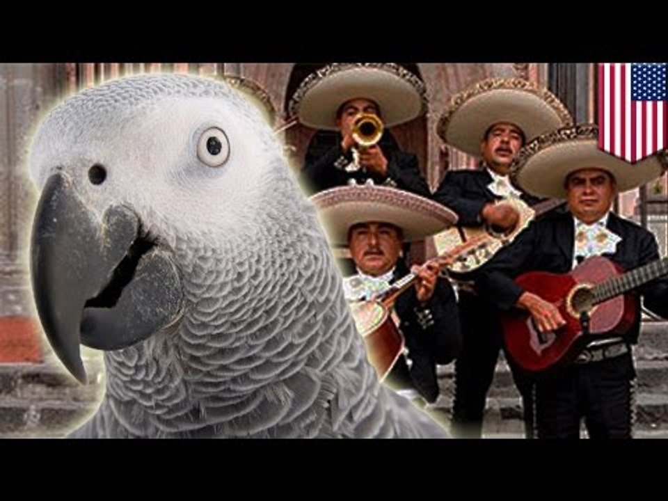 Papuga wraca do domu po 4 latach. Mówi po hiszpańsku.