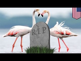 Studenci wykradają flaminga z zoo. Zwierzę ginie.