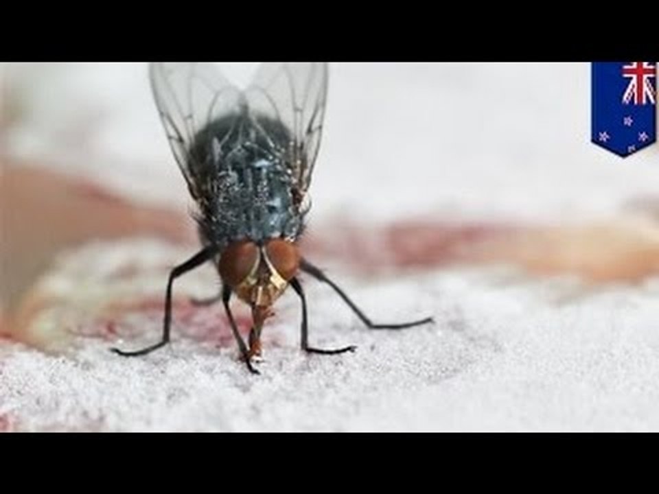 Муха застряла в замороженном стейке – главная новость из Новой Зеландии!