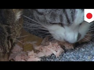 Japanese na lalaki, nagnakaw ng 187,000USD para sa 120 na alagang pusa!